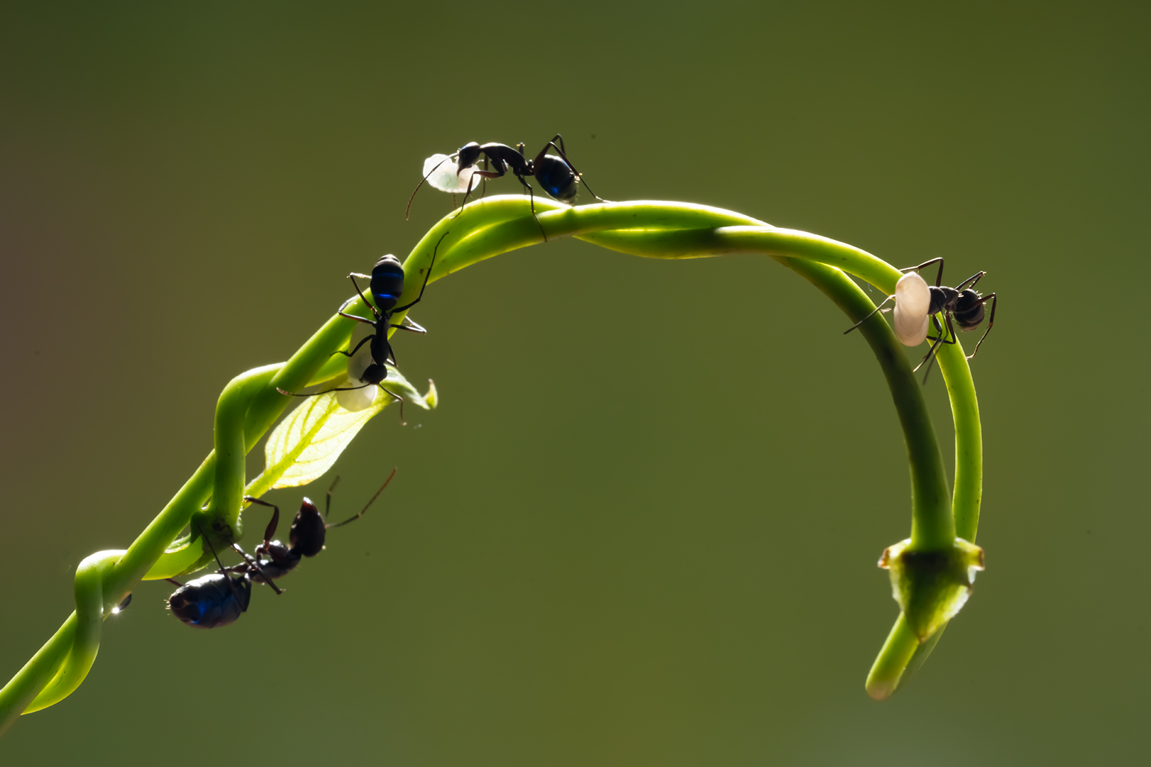 Chin Tzu Weng (Taiwan) Ant carries the ball away 12034